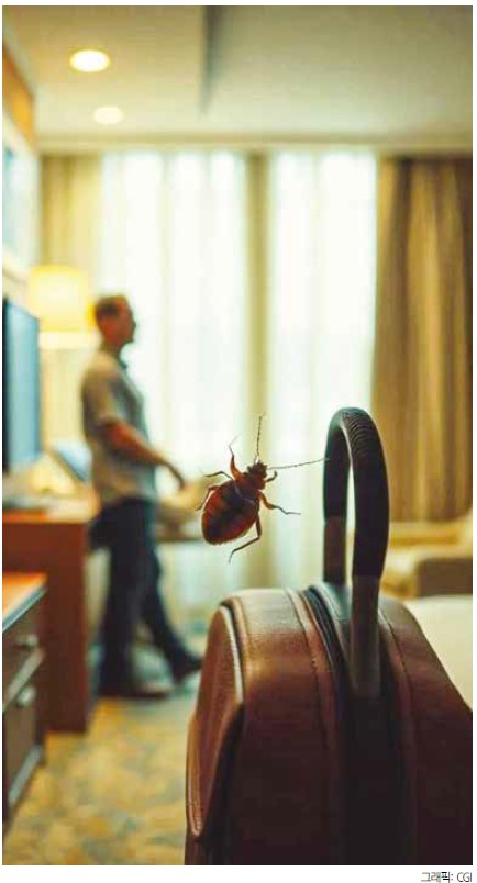 bed bug.jpg