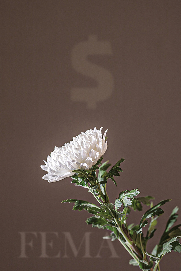 chrysanthemum-5253660_1920.jpg