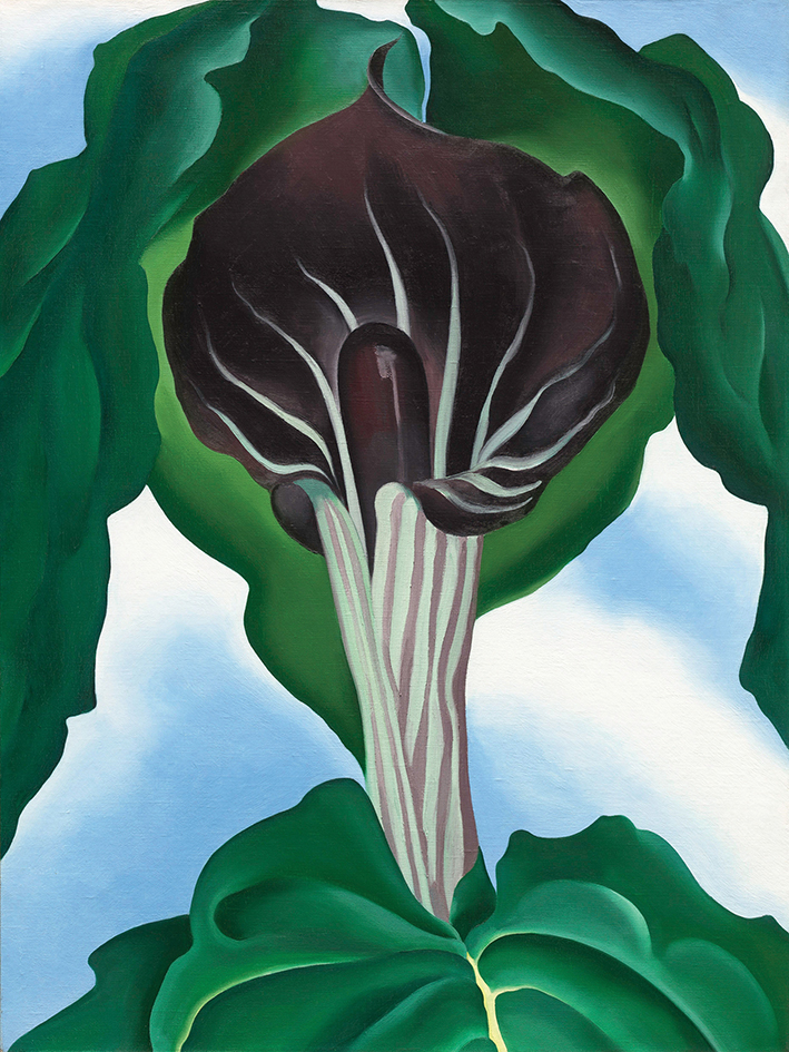 jack in the Pulpit.jpg