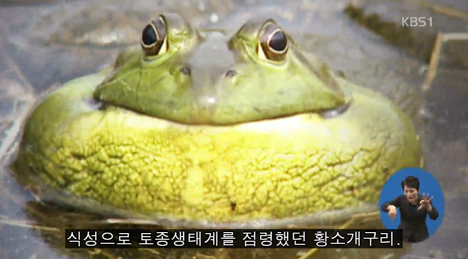 황소 개구리.png